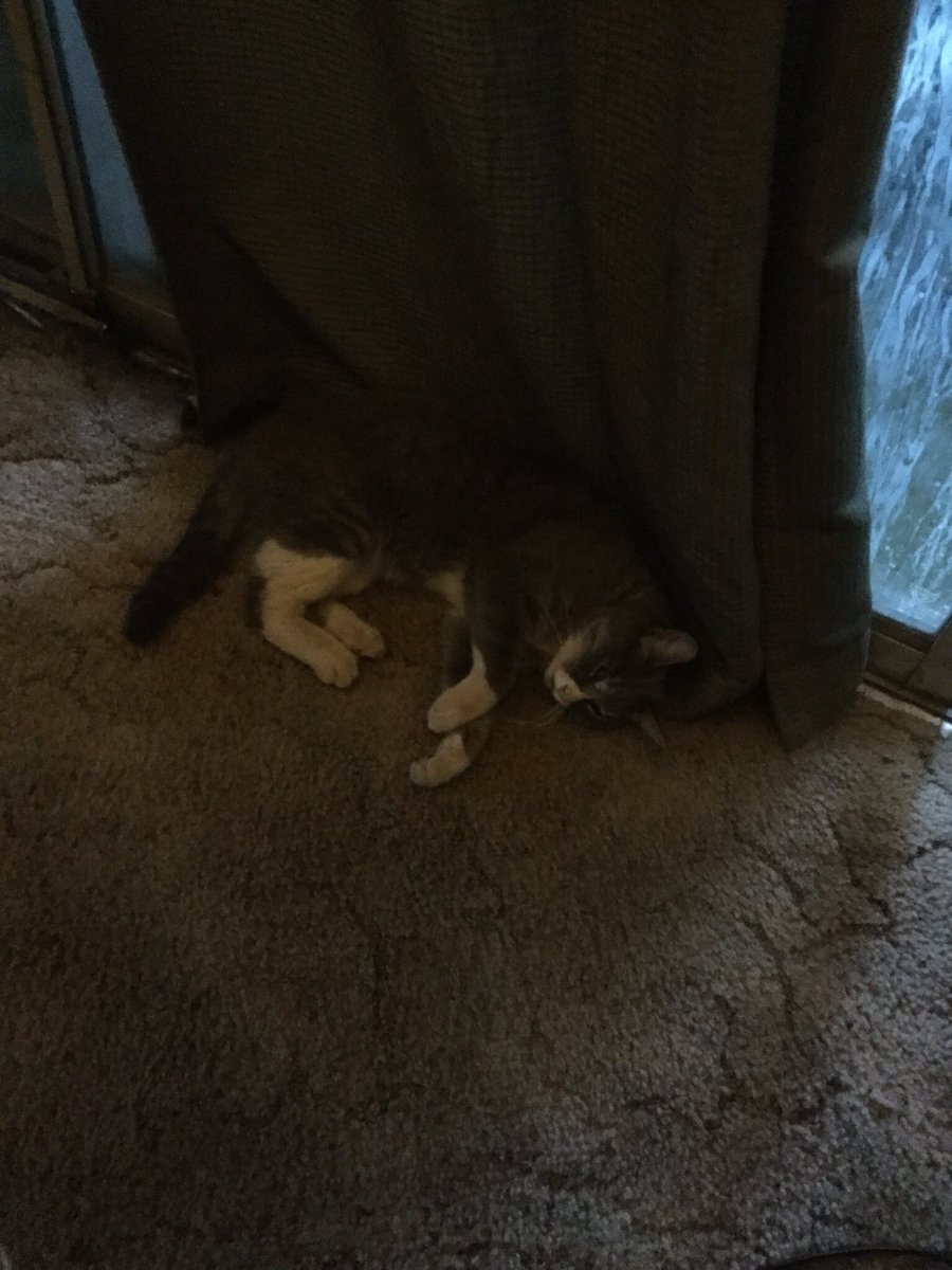 This cat is crazy but a good hunter