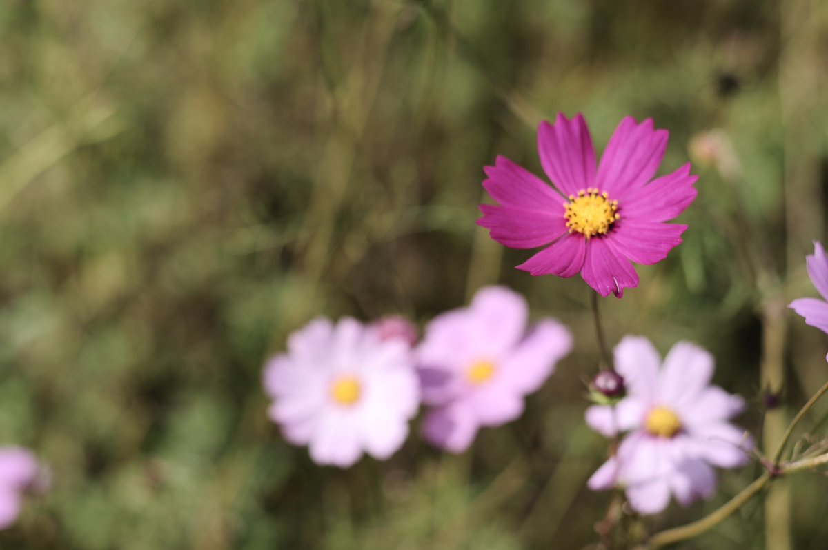 masterbpp's tweet image. วันที่เบ่งบาน