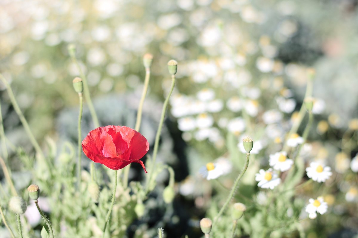 masterbpp's tweet image. สักดอก...