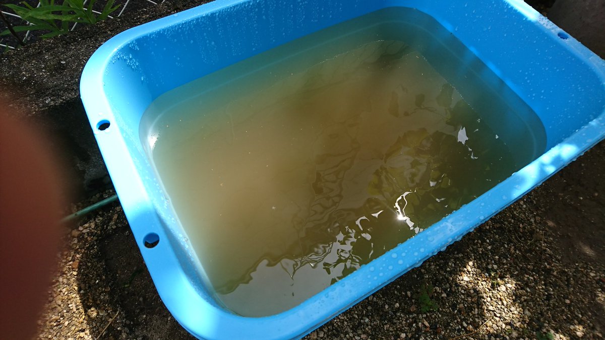 ぴのこ 稚魚バケツのアオミドロ掃除して 親鉢の卵つきアマゾンさんと入れ替え 中サイズの角たらい買って 赤玉土入れて水入れて 稚魚増加対策 ホテイアオイも買ってみました 根っこがちょっと気持ち悪いですな 今日もメダカのための買い物と