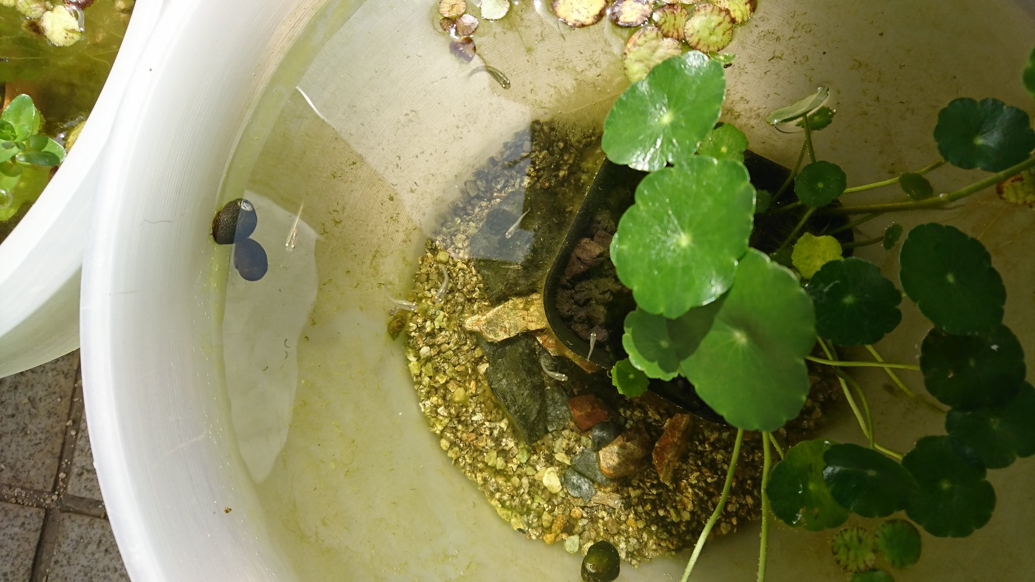 ぴのこ 稚魚バケツのアオミドロ掃除して 親鉢の卵つきアマゾンさんと入れ替え 中サイズの角たらい買って 赤玉土入れて水入れて 稚魚増加対策 ホテイアオイも買ってみました 根っこがちょっと気持ち悪いですな 今日もメダカのための買い物と