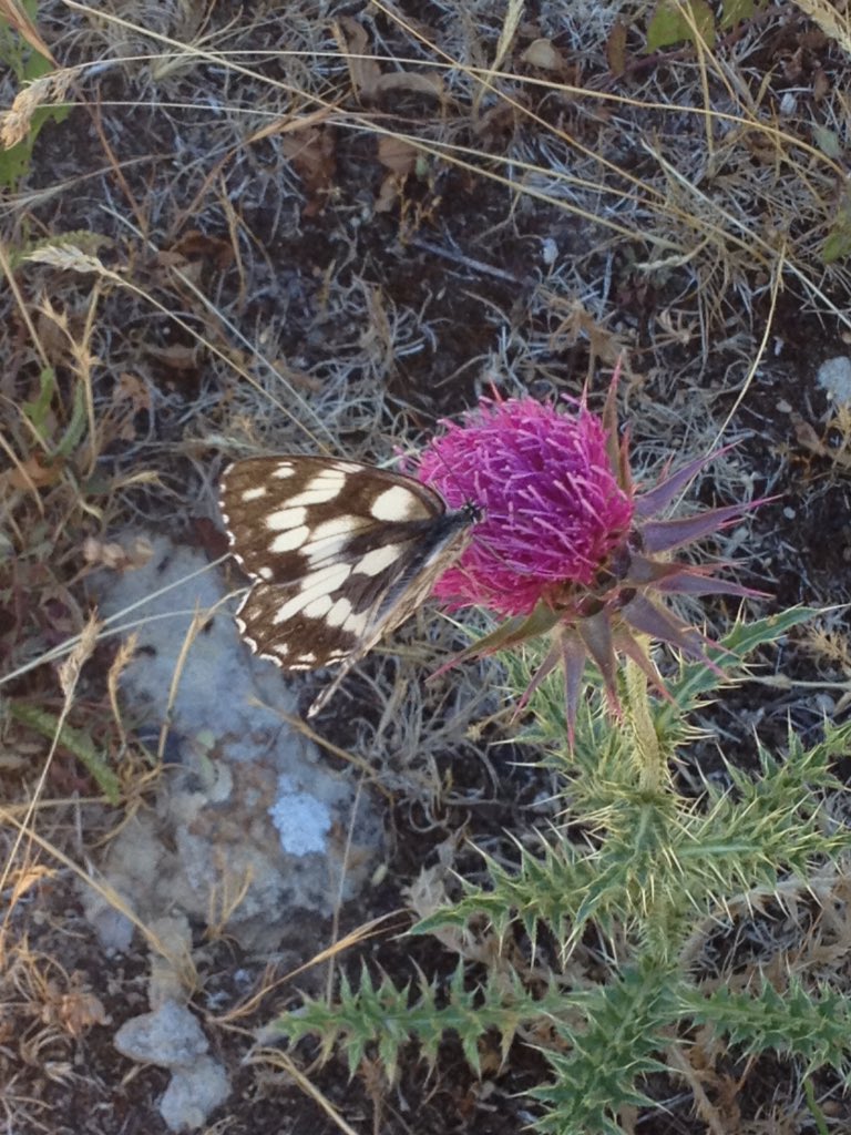 chiara_veltri's tweet photo. #FlowerReport #ButterflyReport from your Italian correspondent in Monti Prenestini, Central Italy @alyssaharad https://t.co/uhl7caYsL4