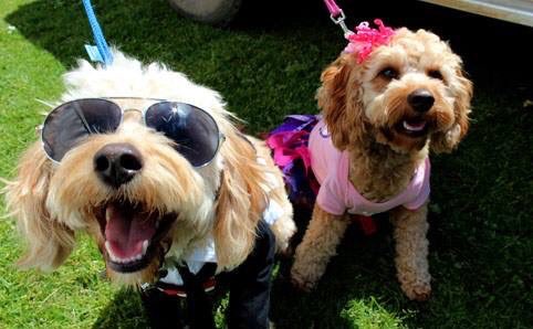 Pets in the Park tweet media