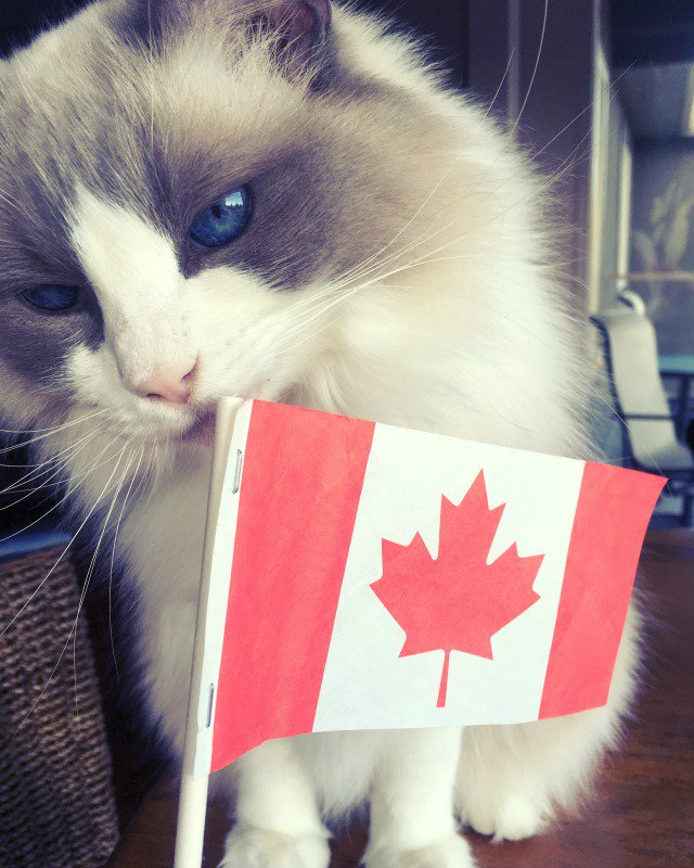 Happy #CanadaDay from the Canuck Cats! #Canada150 #CatsOfTwitter #Canucks #cats #GeorgeClooney #ragdollcats