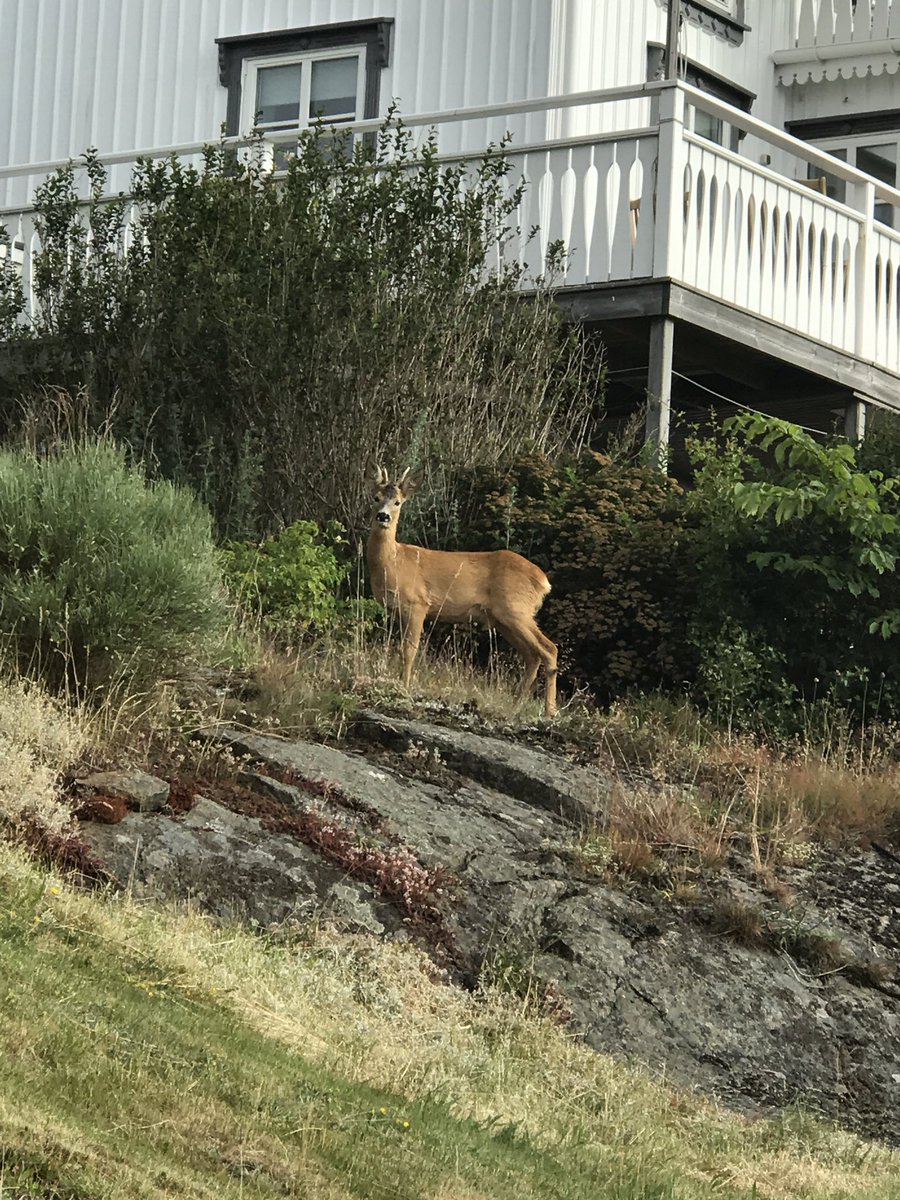 urban_scott's tweet photo. Vacker syn på #Gullholmen när naturen kommer nära! #Bohuslän https://t.co/ZDOviY0GEY