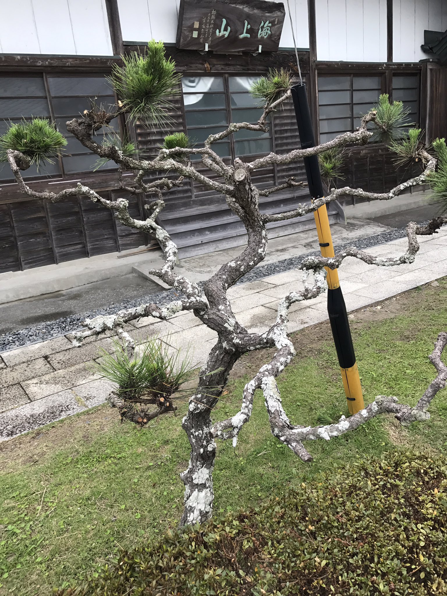 こだま Twitter પર ベルセルクのガニシュカ大帝をイメージして剪定しました ةڼ ガーデニング 松