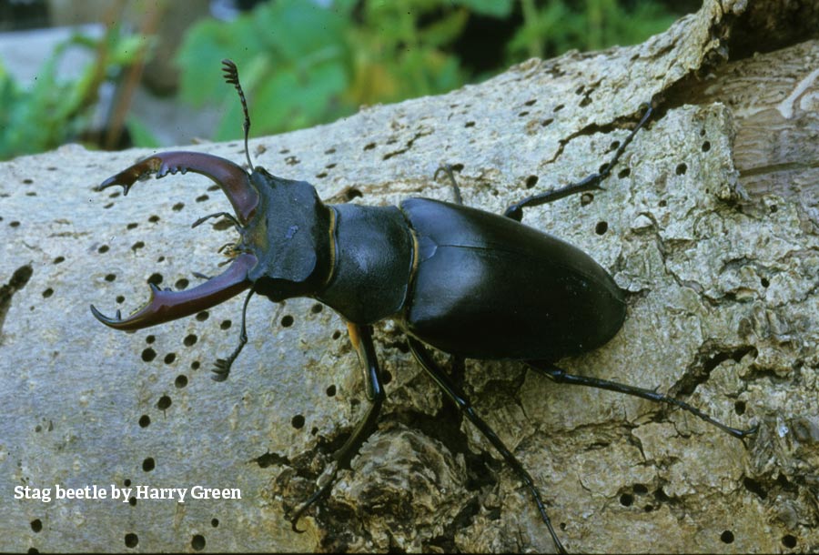 WildlifeTrusts's tweet photo. It's stag beetle central on @BBCCountryfile 7pm. What tasty treats tempt giants of  #beetle word with @MargheritaT &amp; @WorcsWT Harry Green https://t.co/93obedEzi1
