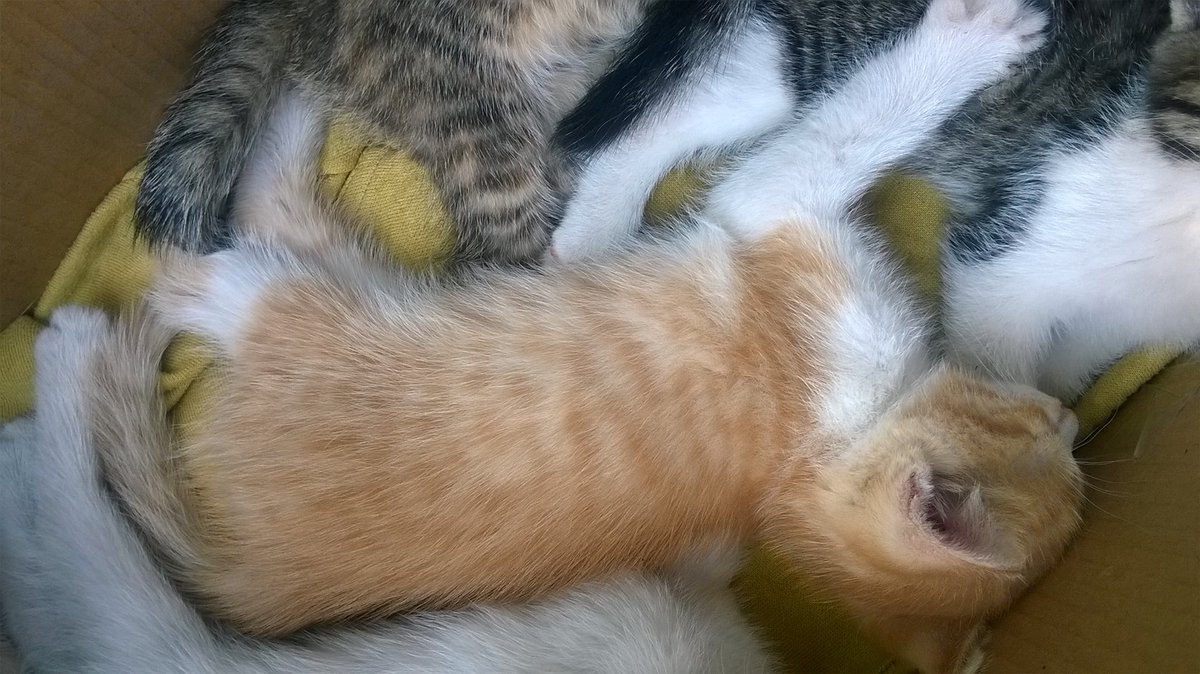 L_Magierowski's tweet photo. @ColeTheBlackCat Picking these two up today from a #catshelter #catsoftwitter :) We will probably name them Caramel and Grafite https://t.co/aREgGd3h7a