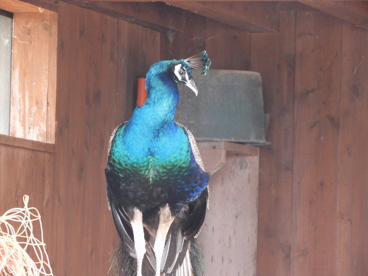 Sats 秋田ロッテ産 鳥海高原花立牧場公園 こどもの国 ゴーカートとパークゴルフ場があり またウサギとクジャクが飼育されています T Co E2h4uxrtz5 Twitter