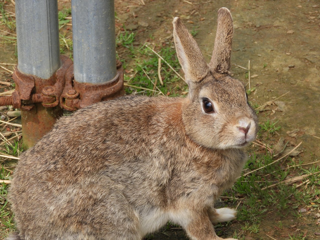 Sats 秋田ロッテ産 鳥海高原花立牧場公園 こどもの国 ゴーカートとパークゴルフ場があり またウサギとクジャクが飼育されています T Co E2h4uxrtz5 Twitter
