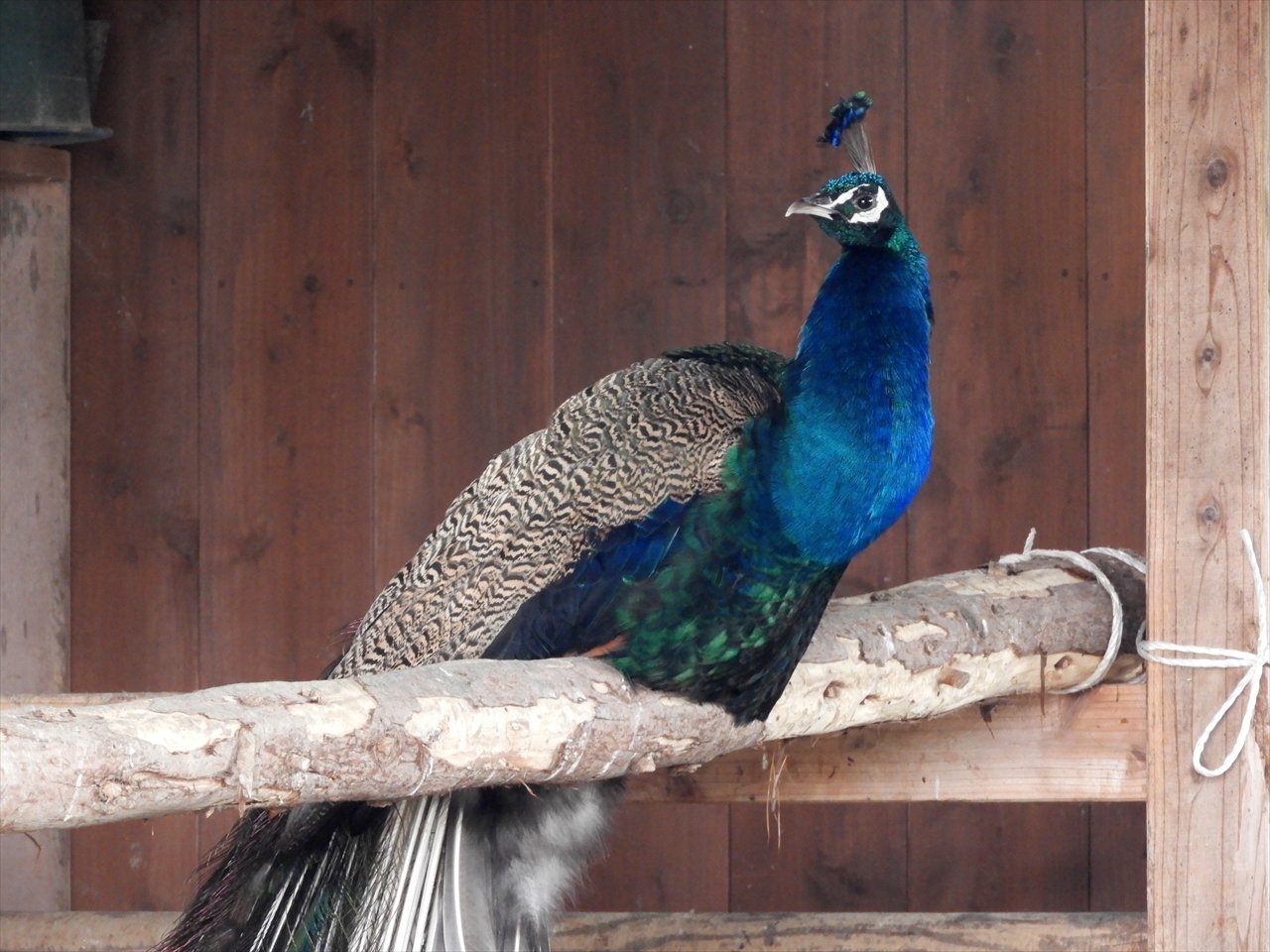 Sats 秋田ロッテ産 鳥海高原花立牧場公園 こどもの国 ゴーカートとパークゴルフ場があり またウサギとクジャクが飼育されています T Co E2h4uxrtz5 Twitter