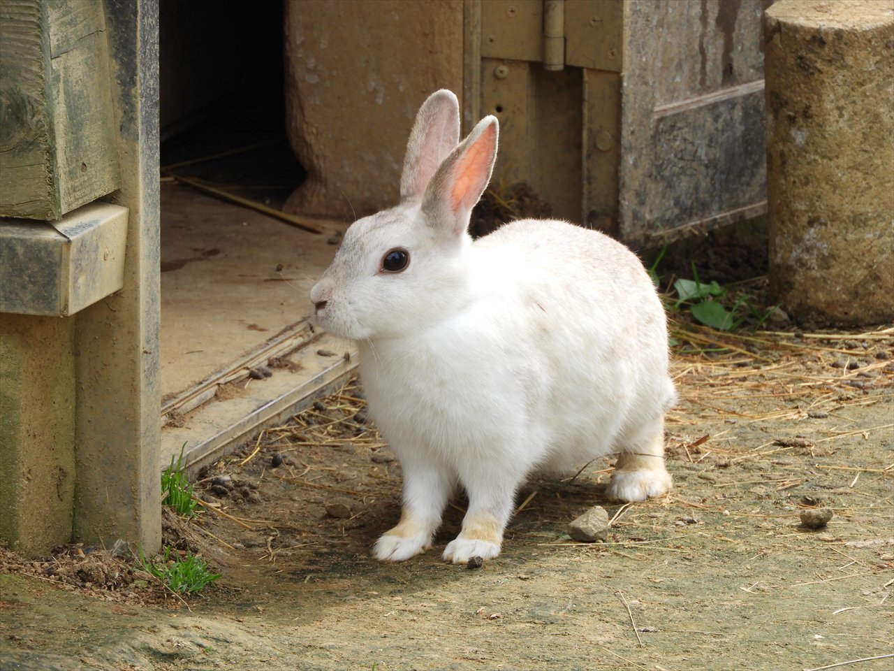 Sats 秋田ロッテ産 鳥海高原花立牧場公園 こどもの国 ゴーカートとパークゴルフ場があり またウサギとクジャクが飼育されています T Co E2h4uxrtz5 Twitter