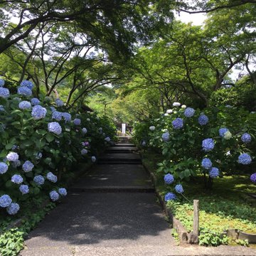 攻略 日本 花手水 超美 賞紫陽花最推薦 Line旅遊