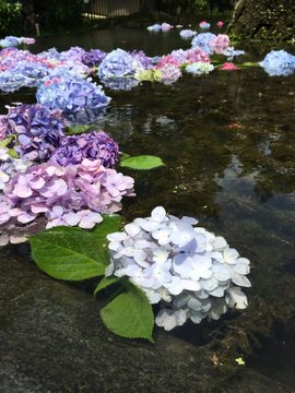 攻略 日本 花手水 超美 賞紫陽花最推薦 Line旅遊