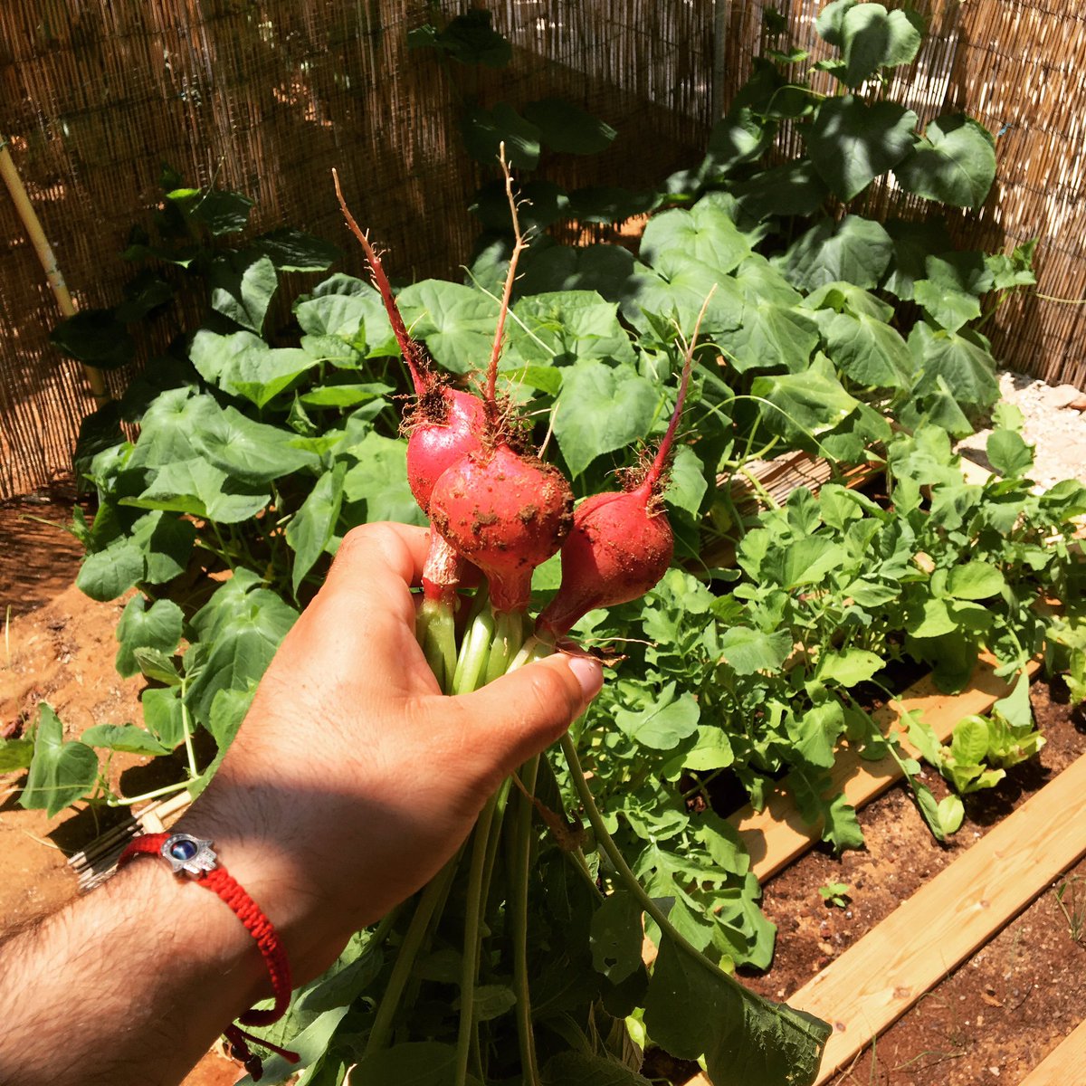 My home garden first #harvest. #Organic #Urban #Farm