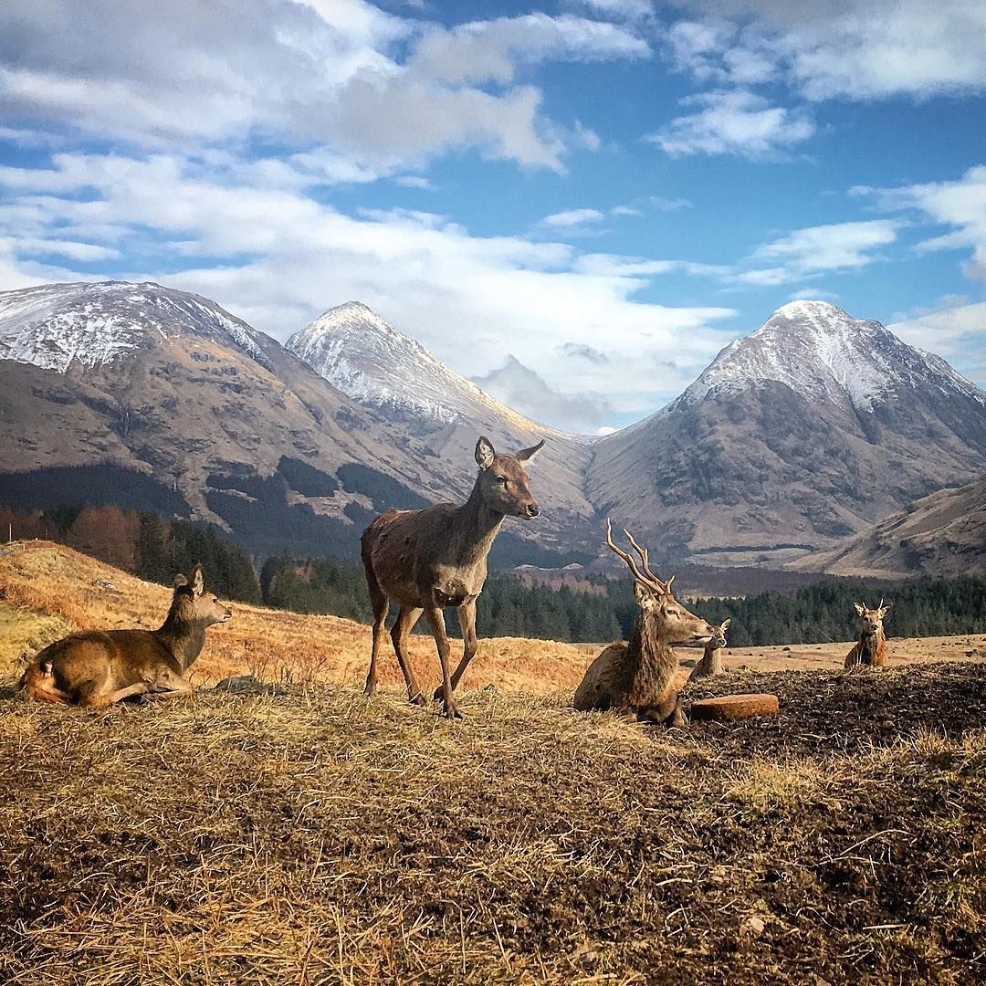 ⛰ ⛰ ⛰ ⛰ ⛰ 
⛰  🌳 🦌 🦌 🦌 🌲 🏔 
    ⛰ ⛰ ⛰ ⛰ ⛰ ⛰ 

📍 GlenEtive

📷 IG: stacy__j__smith