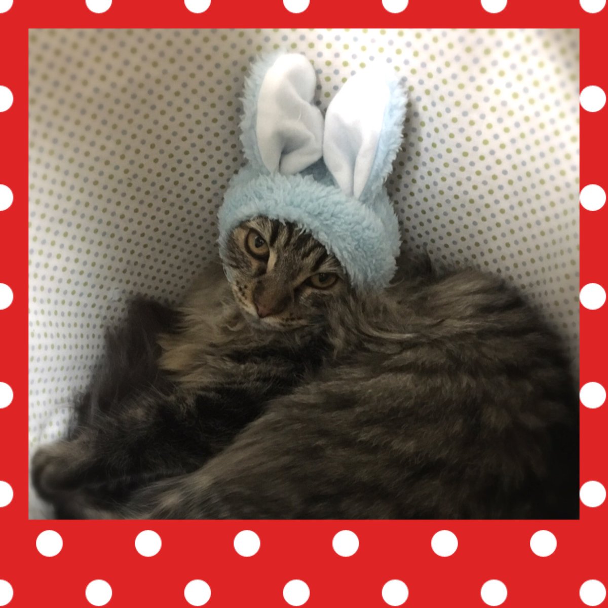 A Blue V Twitter 花子のお土産のかぶりものw 超絶嫌がってうらめしそうです 猫 猫好きさんと繋がりたい メインクーン 猫うさぎ