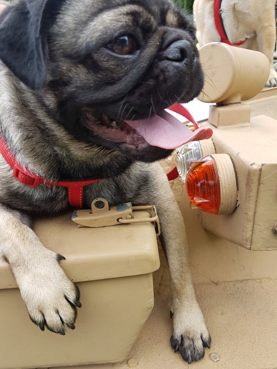 Someone's excited for <a href="/Pug_fest/">PUGFEST</a> <a href="/MediaCityUK/">MediaCityUK</a>  already! 16th July #Mediacity #pupcakes #bakes