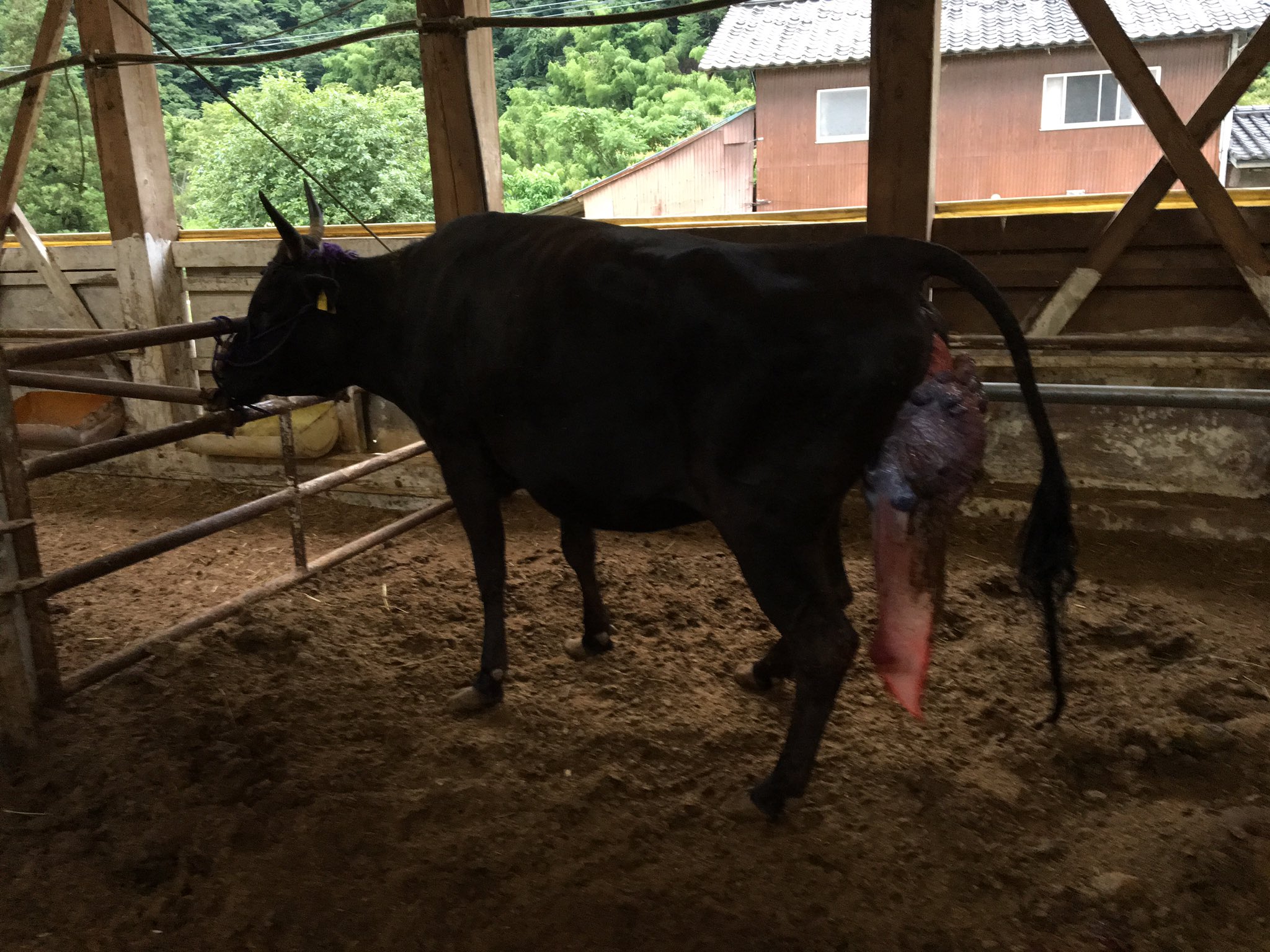 田中一馬 但馬牛農家の精肉店 田中畜産 Noboooooko 戻りました 大ごとになる前で良かったです Twitter