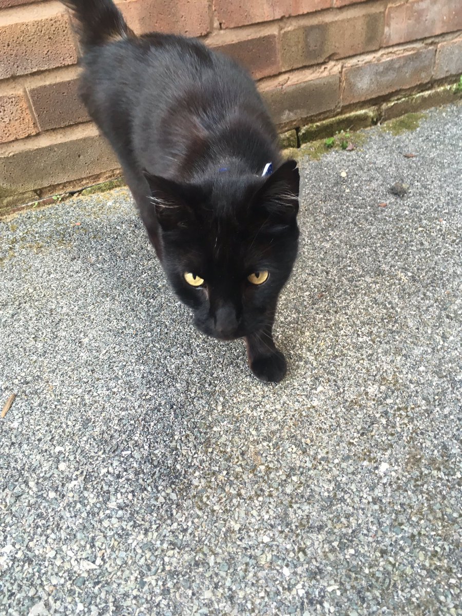 Meltdownchester's tweet photo. Cat visitor. #favecustomer #tunamelt https://t.co/9r6DooAEaZ