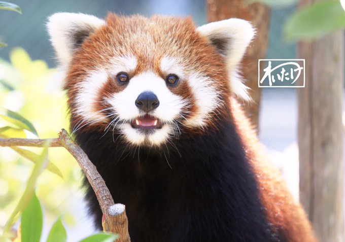 レッサーパンダのtwitterイラスト検索結果 古い順