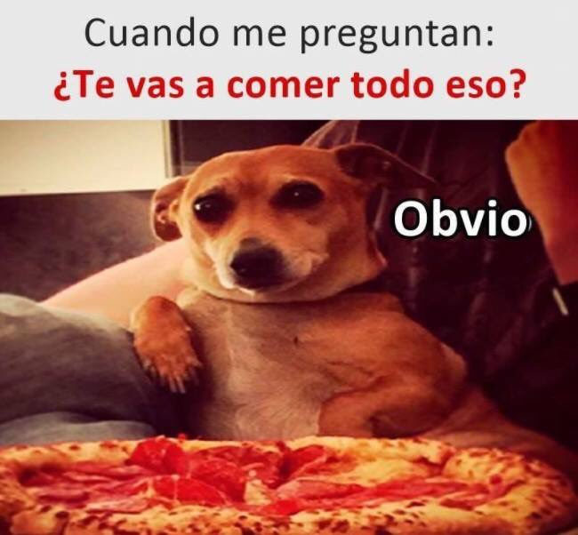 elDelfín tweet media