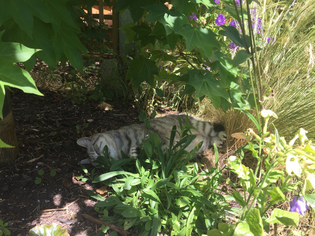 lilahdooks's tweet photo. If dad asks... can you tell him I'm at the office?.. #working9-5 #CatsOfTwitter #SundayFunday https://t.co/ki075gDbWK