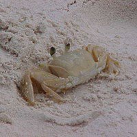 ElusiveBeaches's tweet photo. Curious crab https://t.co/s7fXrd4rTn