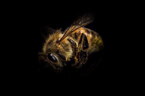 MikeHudema's tweet photo. We can't survive in a world without bees. Here's how you can help protect them: https://t.co/jLjgykPBKP #SaveTheBees #climate #pesticide https://t.co/tmAuHko1qb