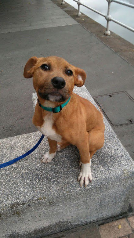 sefipolis's tweet photo. Esta es Bimba, una perrita de Bilbao más maja que las pesetas que busca un hogar definitivo. Si os interesa, MD. Y si podéis RT también mola https://t.co/eRvnTJ7jKm