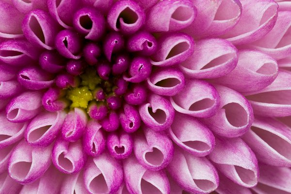 AndreGiovina's tweet photo. New artwork for sale! - "Flower No. 4" - https://t.co/4goB5MZets @fineartamerica https://t.co/X6cjHvF2d3