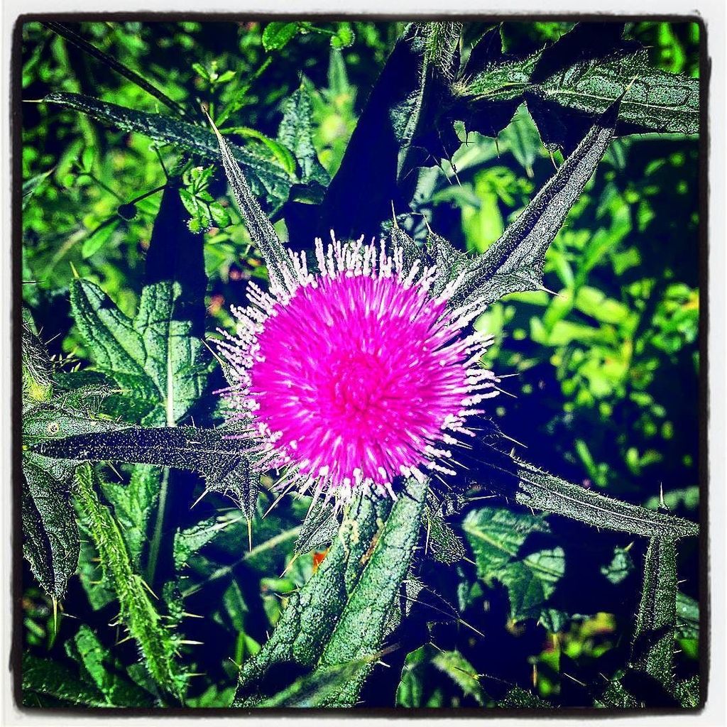 SeaTacInc's tweet photo. Ya gotta stop n smell em sometimes... #life #flowers #stoptosmelltheroses #notarose #seatacinc #summer https://t.co/r1T8389J8j
