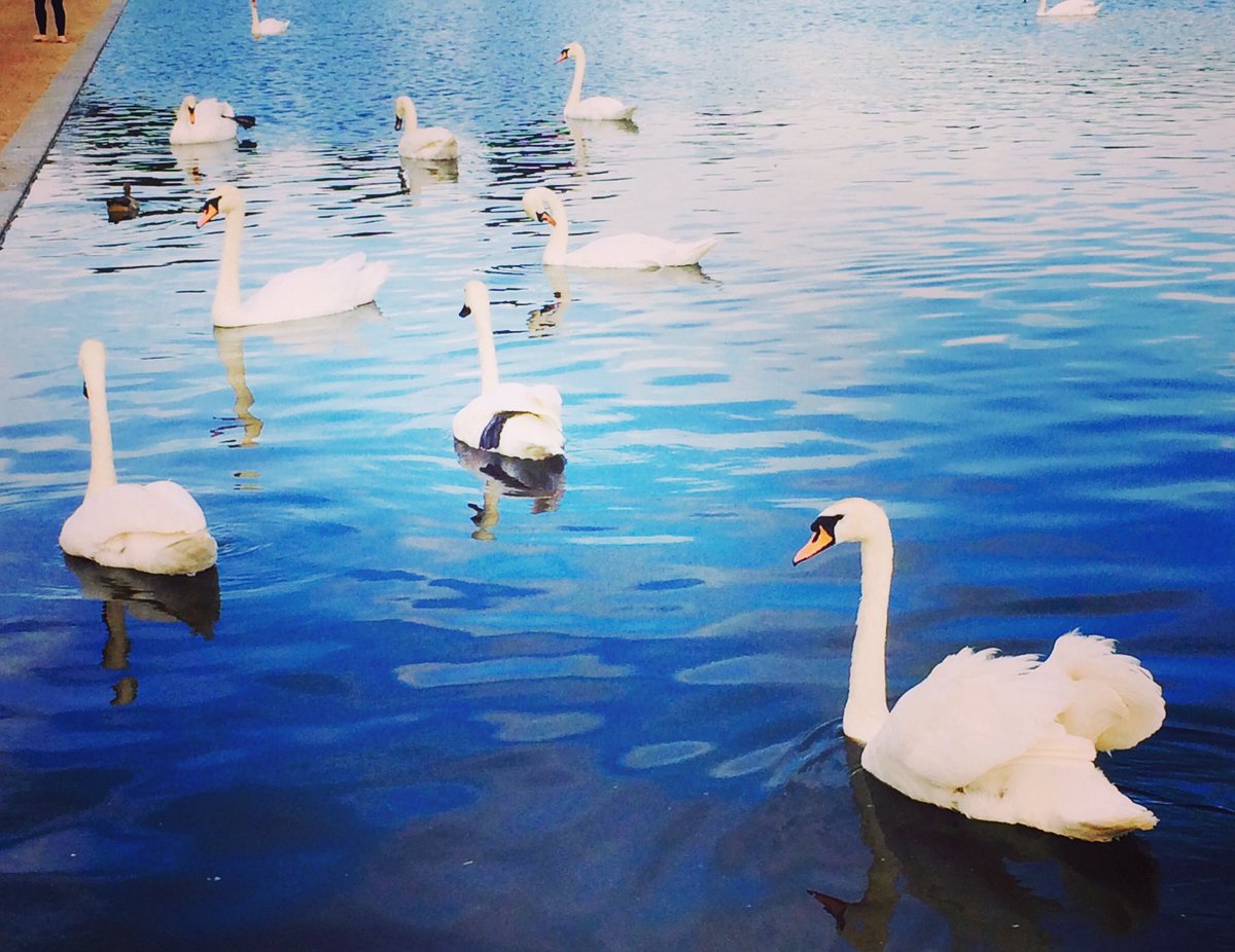 nataliya_lang's tweet photo. Swans in Kensington Garden #kensingtongarden #swans #London https://t.co/aqn4rz63xL