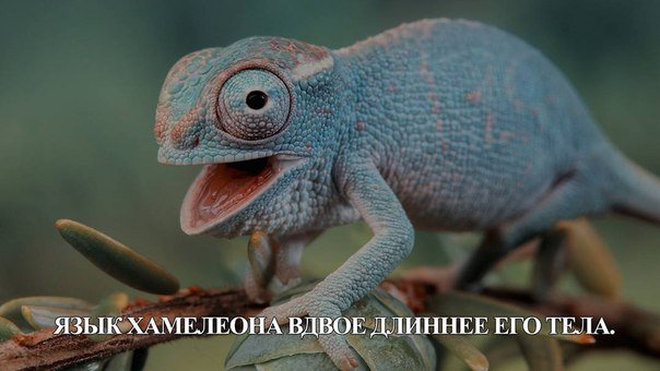 Научный журнал | Факты