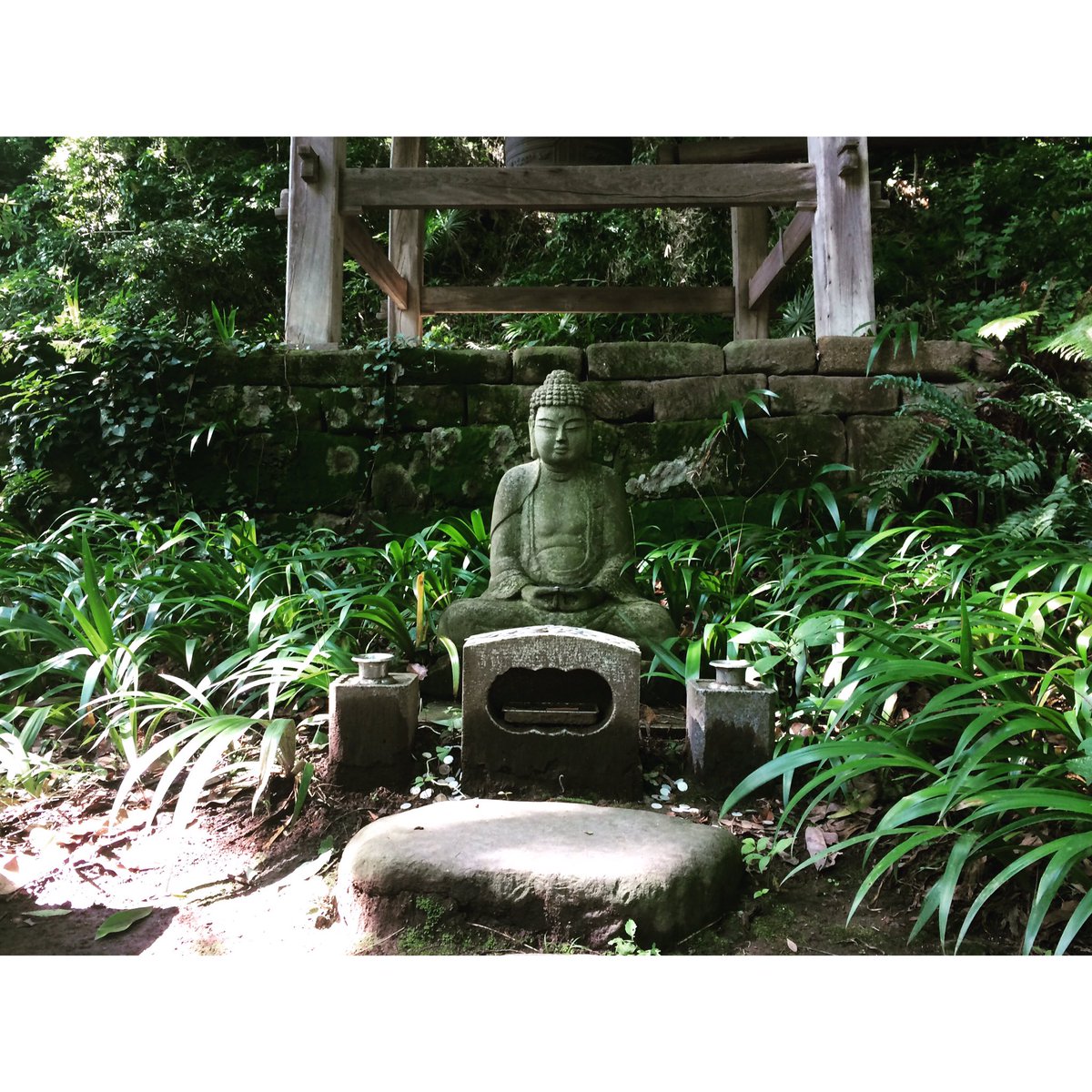 fitz4123's tweet photo. 鎌倉妙法寺
長谷寺や明月院の紫陽花も華やかで良いですが、苔むす石段の静謐な美しさもなかなかです。おすすめ。 https://t.co/9tSz7lM3BZ