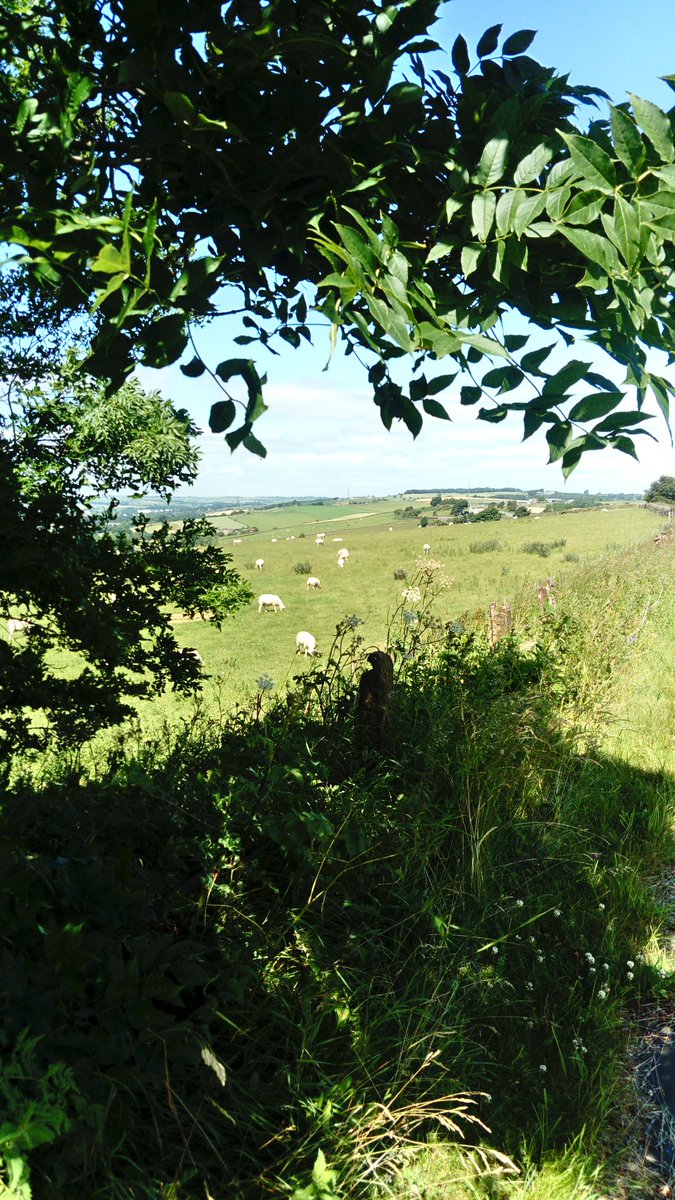 DavidmAllison1's tweet photo. Went for a great walk this morning near where I live๐ธ๐ฌ๐ง๐ณ๐พ๐๐ฆ๐๐๐๐๐๐๐ฌ๐ง #photography #Neverstopexoring #englishcountryside ๐ฑ๐ฑ๐ฑ https://t.co/HekOUPMUpX
