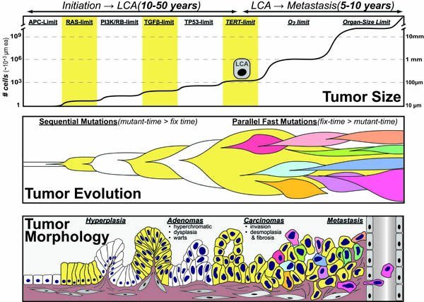 practically_sci's tweet image. Check out our new infographic on "A Timeline of Tumor Development" practicallyscience.com/model-tumor-de…