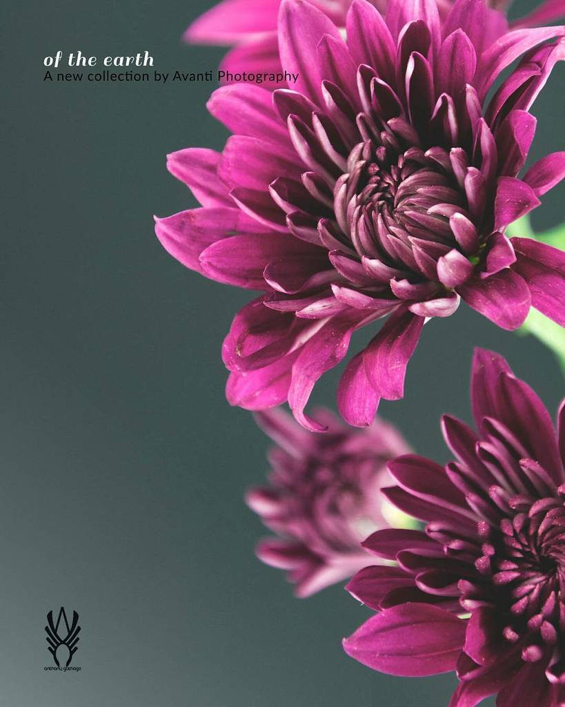 antonioavanti's tweet image. Of the earth: Avanti Photography 
Coming to Avantiphotography.myportfolio.com 
Copyright:Avanti Photography

#bindebros #photography #insta…