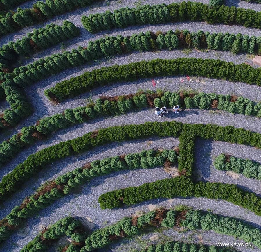 Des visiteurs s'amusent dans un labyrinthe végétal de 3 000 mètres carrés et composé de plus de 7 000 cyprès dans la province du #Hebei