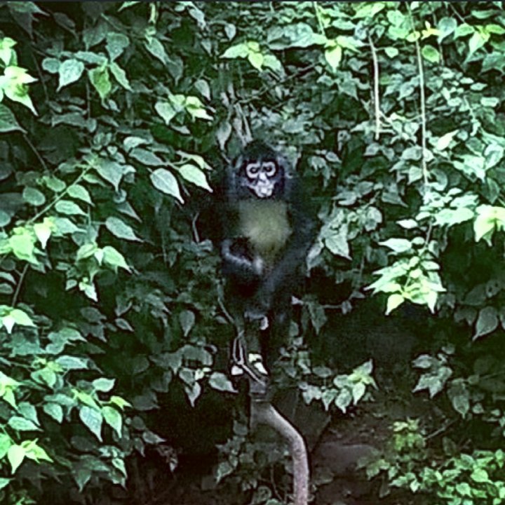 Aleah_Myers's tweet photo. We observed spider monkeys in their natural habitat!!!!! ππΏπ #DCPSgoesglobal #DCPSstem #EnvironmentalEducation #STEM https://t.co/3M5Z36Ox0t