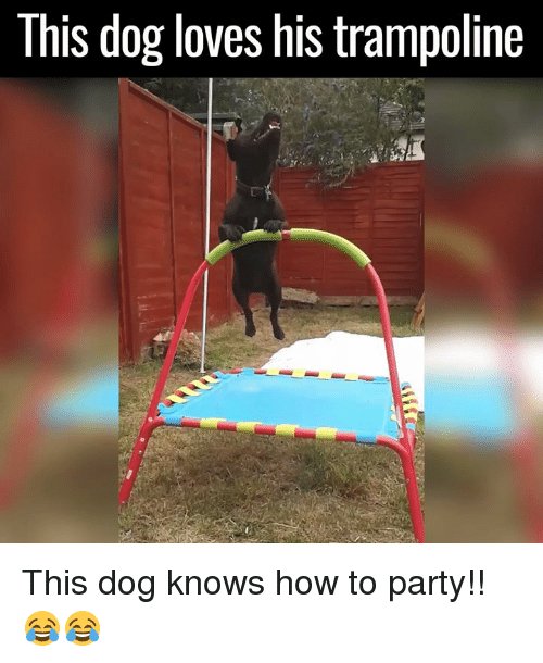 TrampolineGurus's tweet photo. Little trampolines are always fun too! https://t.co/cXnJdc9TP8 #trampoline #trampolines #jump #rebounder #dog #dogs https://t.co/UIQqTolske