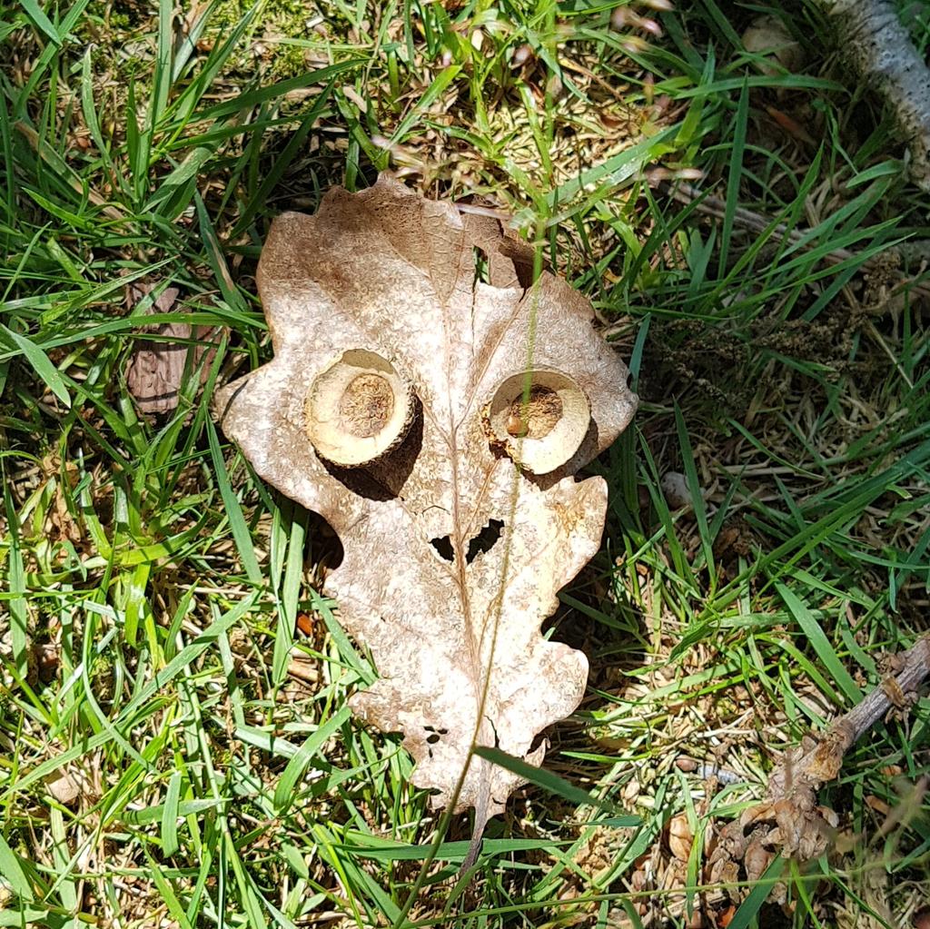 PhilipArdagh's tweet image. #Leafy's new friend CRINKLES looks different when he's wearing glasses. #LittleAdventurers #ardaghandelwick @ElissaElwick