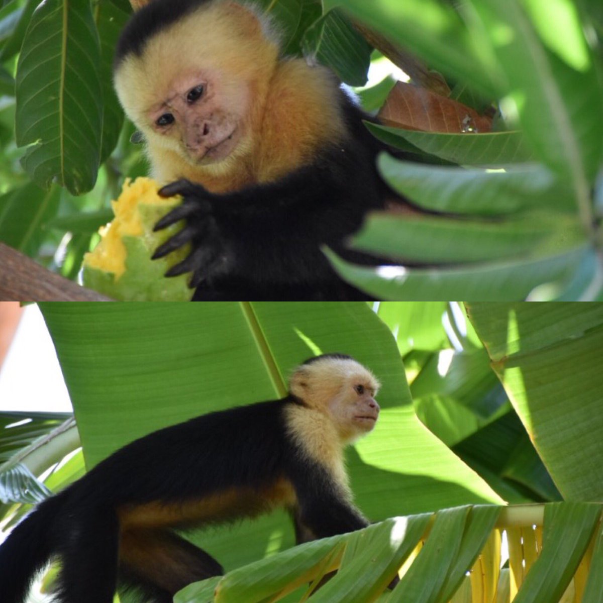 casey_c19's tweet image. Shoutout to the Capuchin monkeys of Costa Rica. I could've stolen them all.💚💚