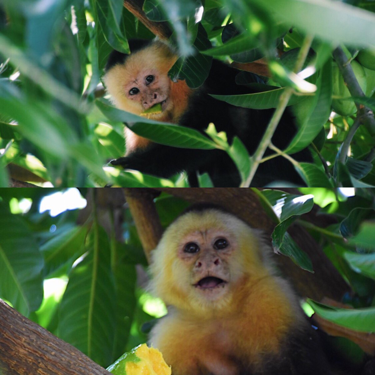 casey_c19's tweet image. Shoutout to the Capuchin monkeys of Costa Rica. I could've stolen them all.💚💚