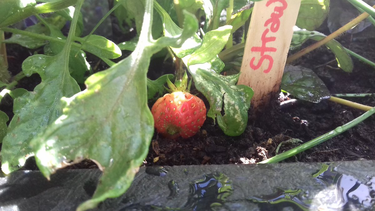 BBroberto_'s tweet photo. @GreenCityEvents We have strawberries! ! Loads of spinach too ππ
#Splott #EdibleAdamsdown #CommunityPlanter https://t.co/6BdmJgrwRK