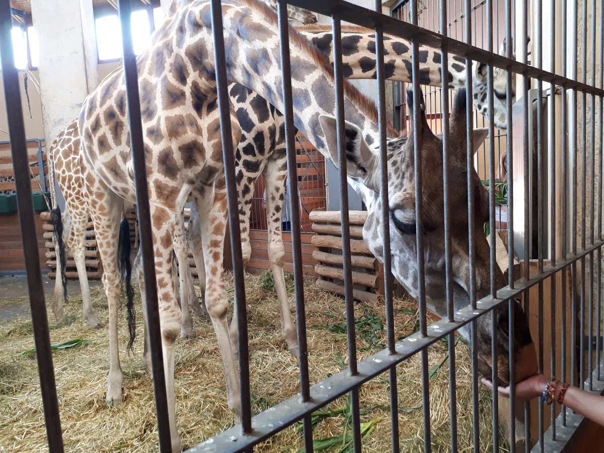 Vosdanielle's tweet photo. Never been this close to a giraffe before! They are huge! #Budapest #Zoo https://t.co/p0DWpfBdaq