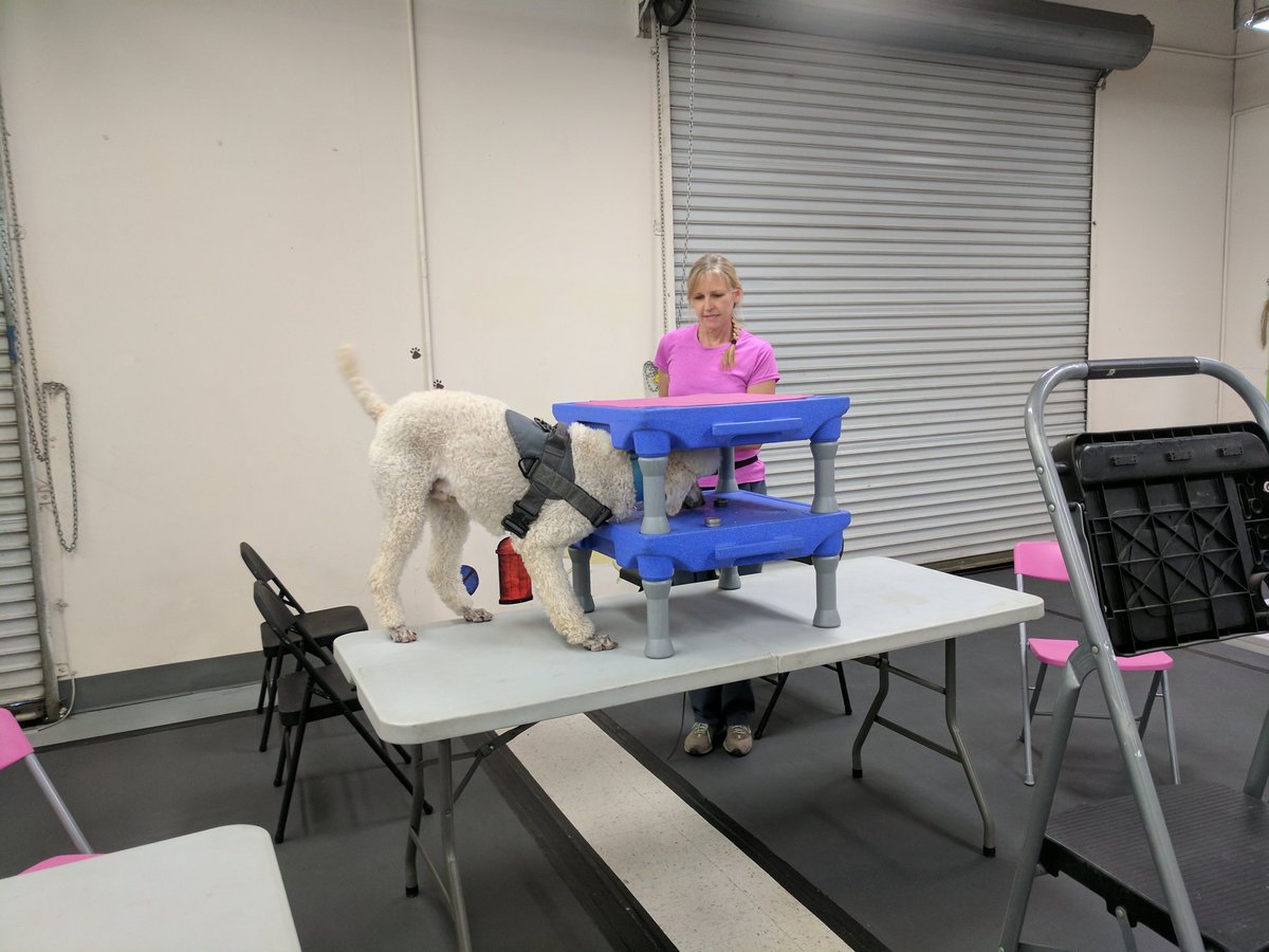 RewardingRover's tweet photo. Zero takes getting to source very seriously. I'm stealing this boy the next time Lisa is distracted. #nosework https://t.co/iDaWD5hB8c