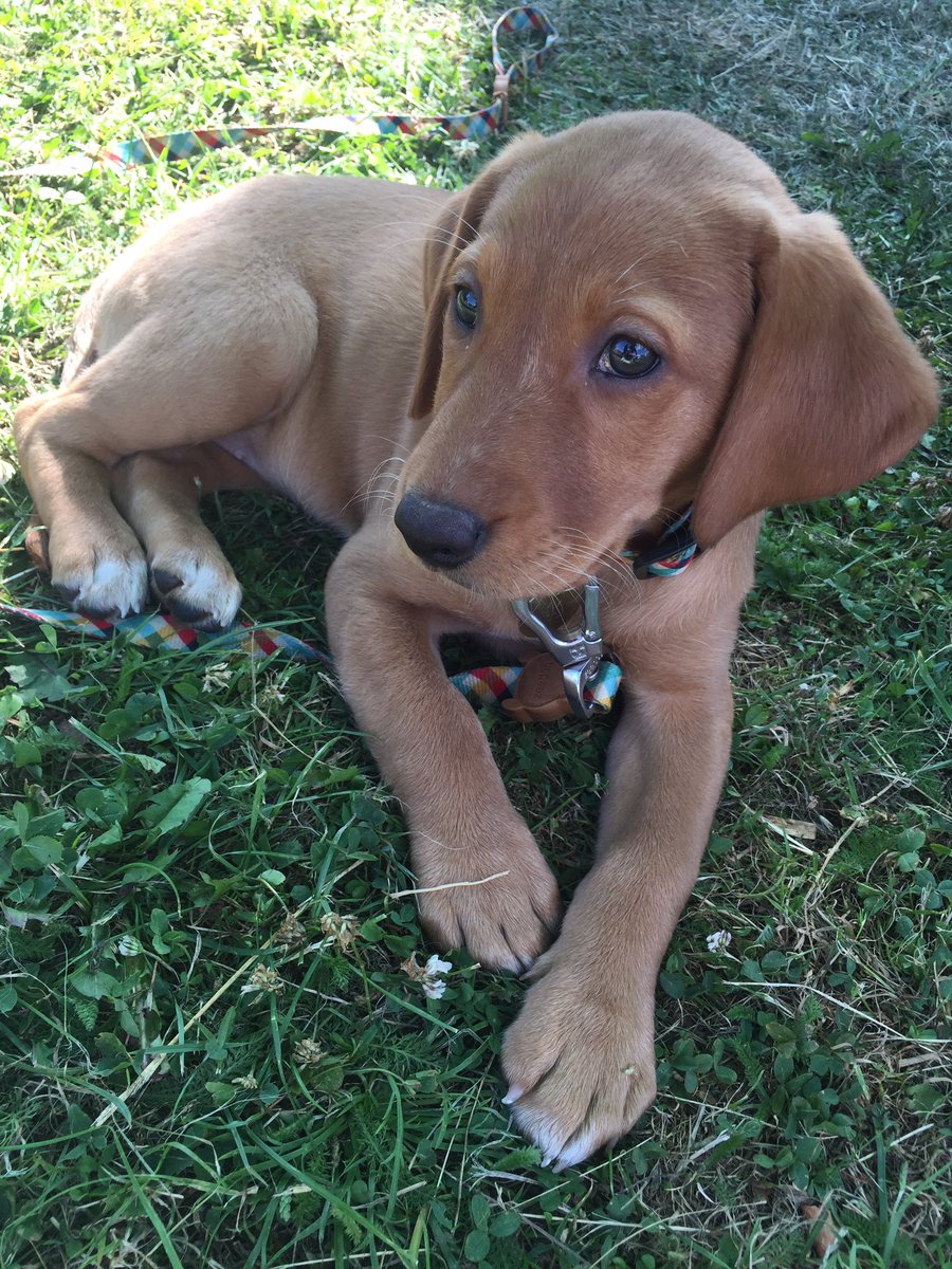 #puppyswoon <a href="/Canary_Woof/">Canary Woof</a> - lolly avaiable for adoption <a href="/AllDogsMatter/">All Dogs Matter</a> #AdoptDontShop