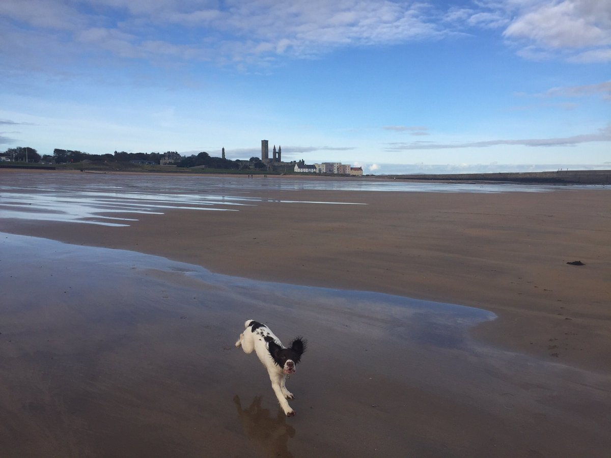 Looks like this little one is a fan of St Andrews! (pic @FiSulli)