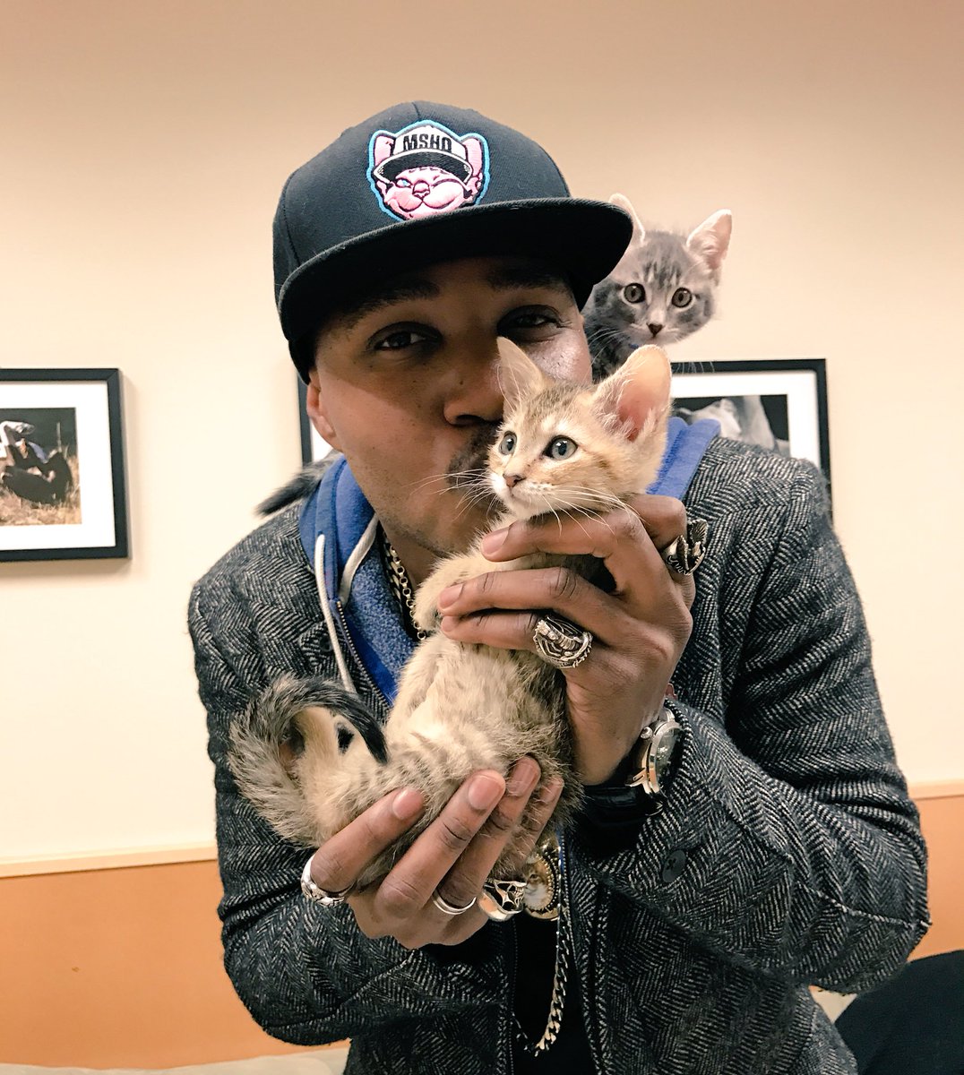 iammoshow's tweet photo. Retweet this picture if you support adopting cats https://t.co/Kz0F8s8wx7